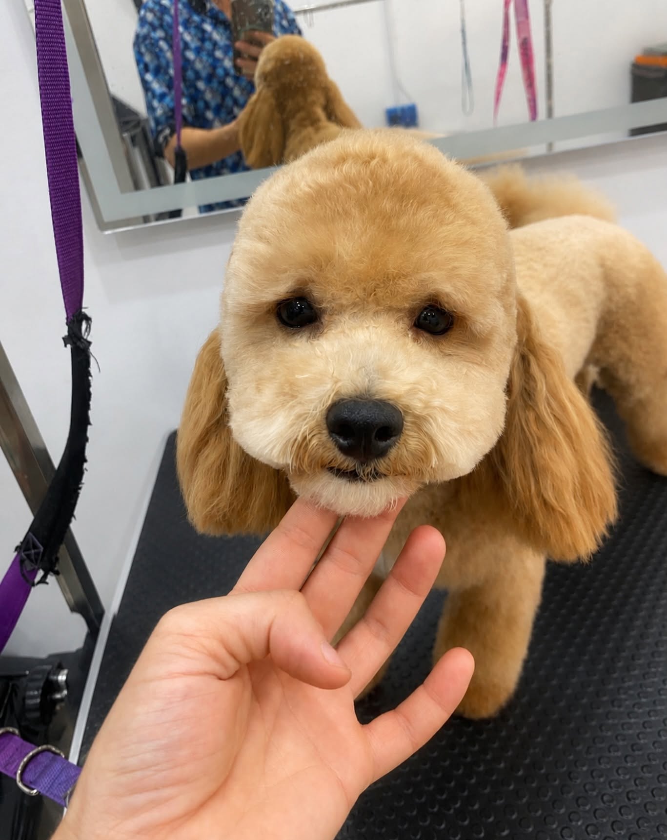 Freshly groomed dog