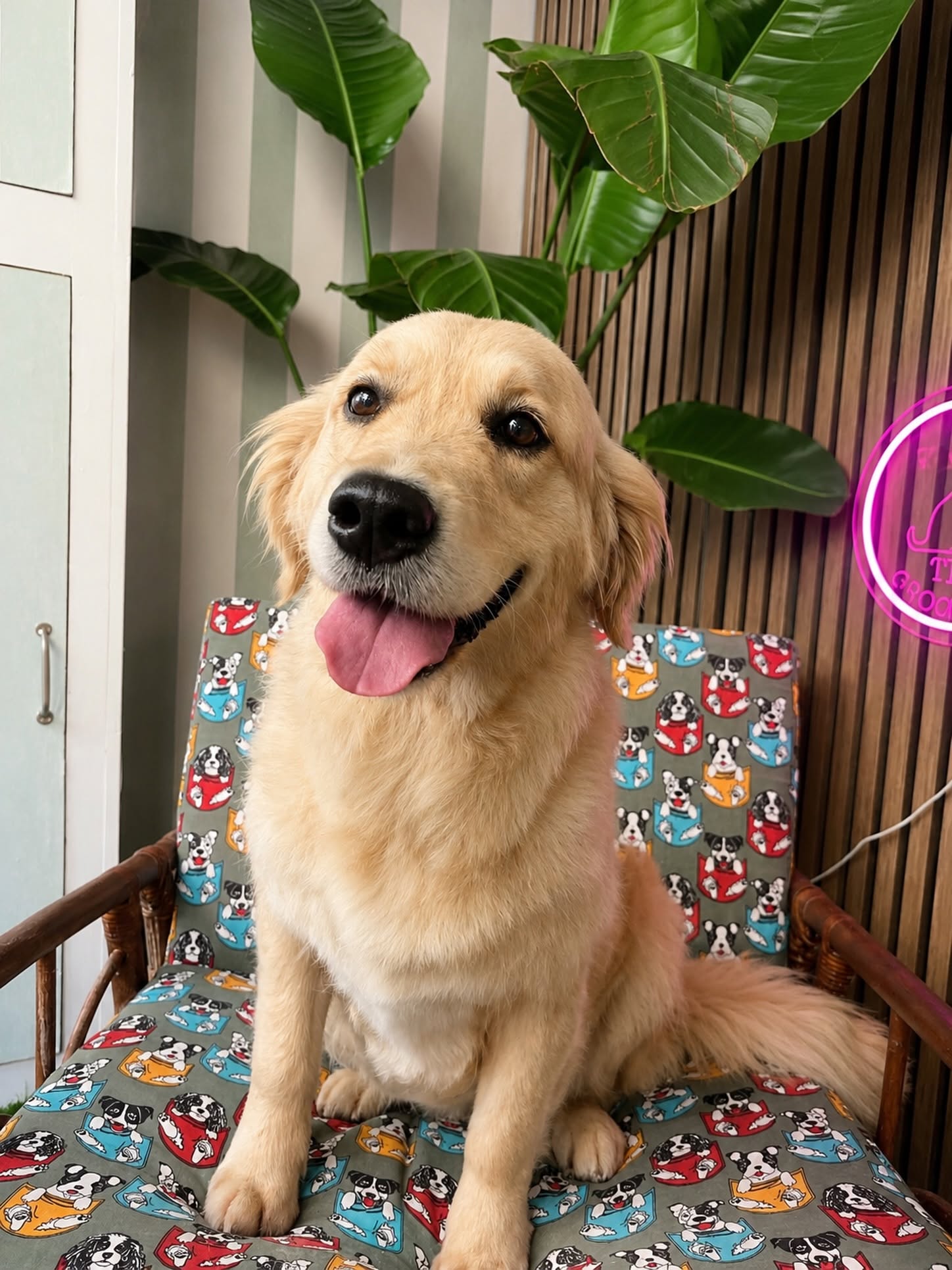 TLC Grooming gallery 2