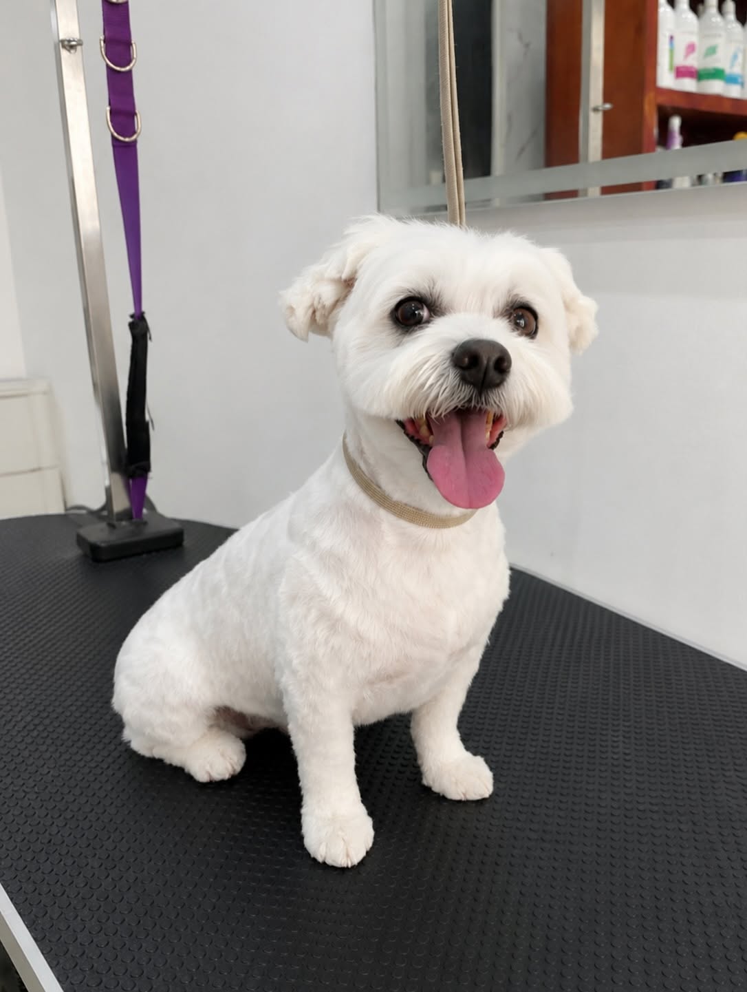 TLC Grooming gallery 3