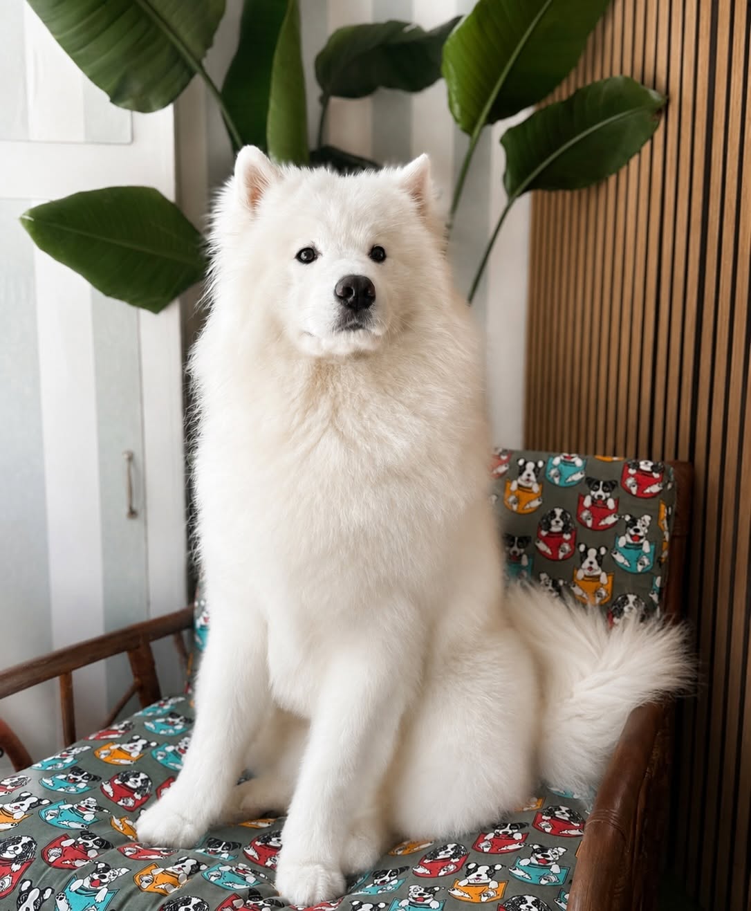 TLC Grooming gallery 4