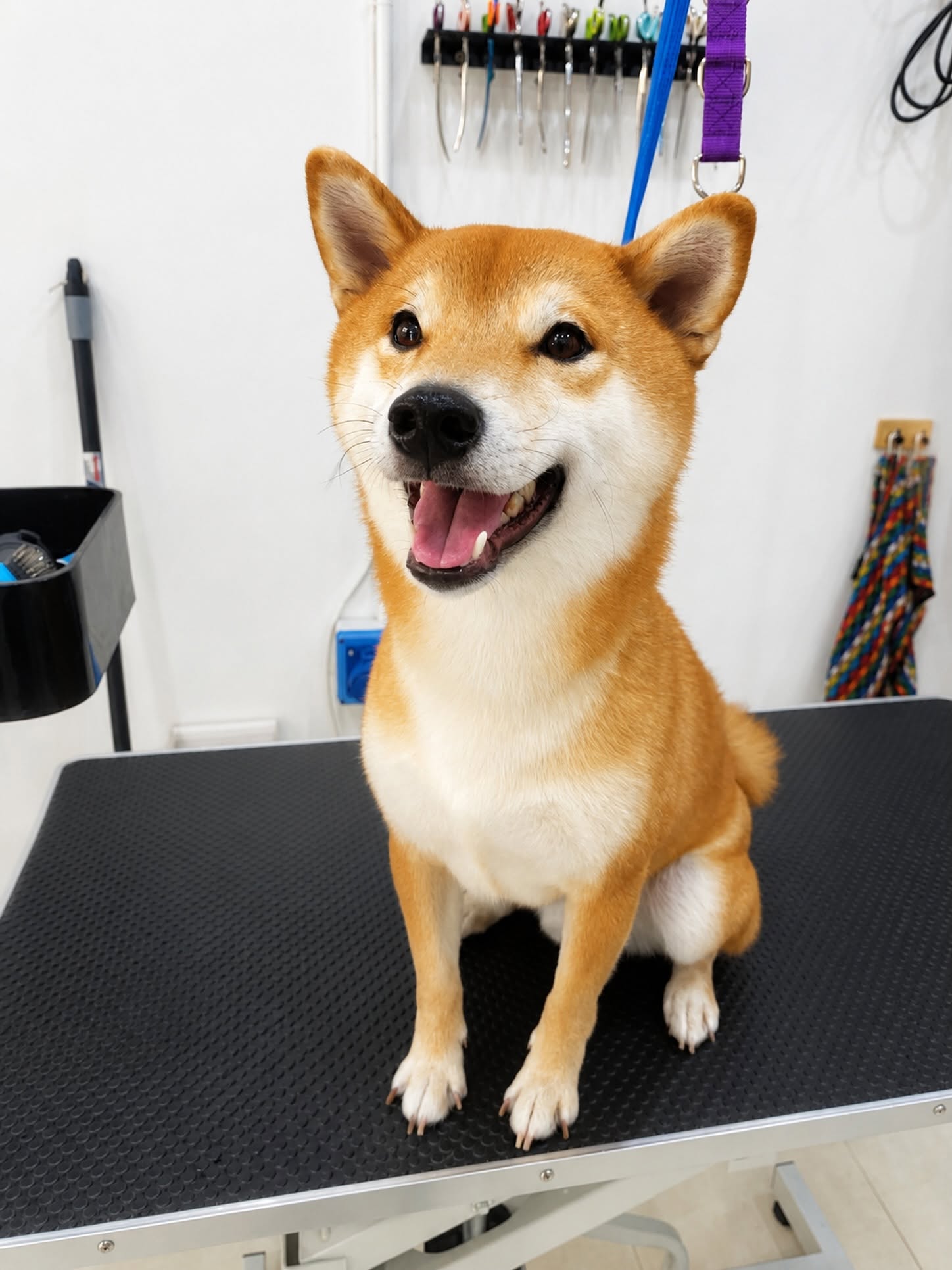 TLC Grooming gallery 5