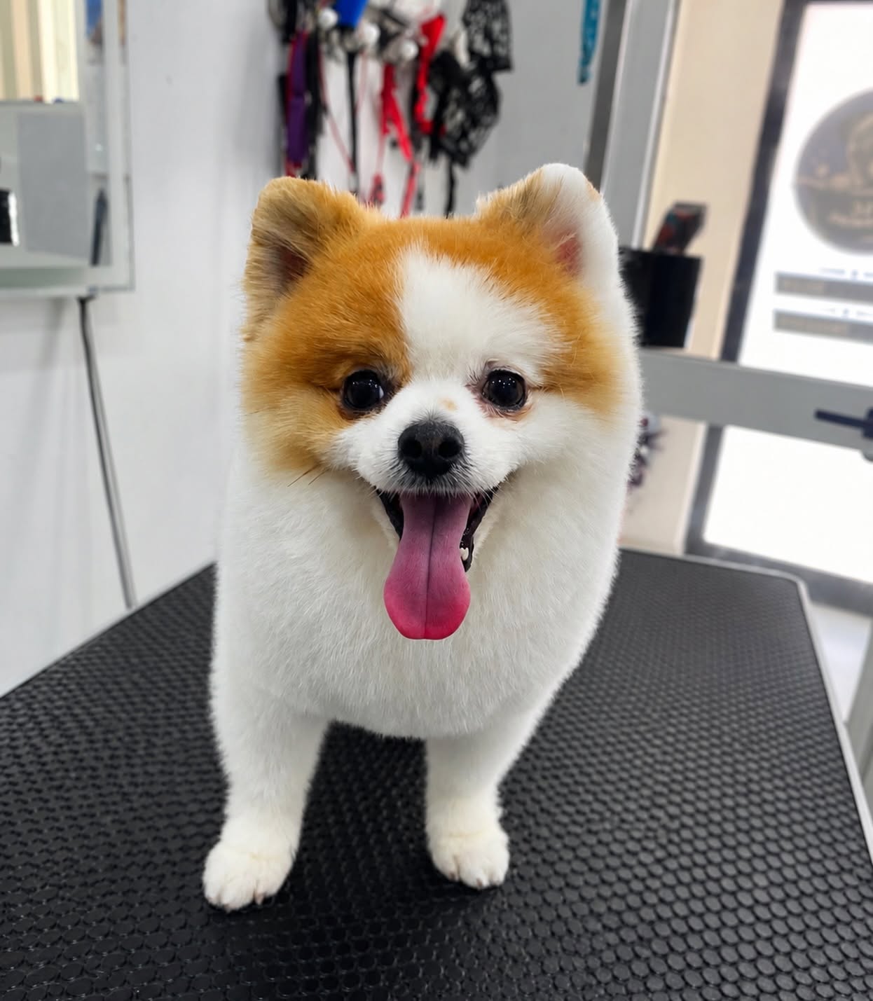 TLC Grooming gallery 6