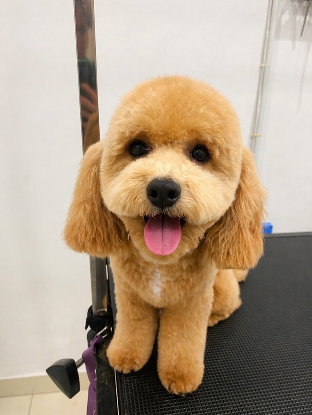 TLC Grooming gallery 7